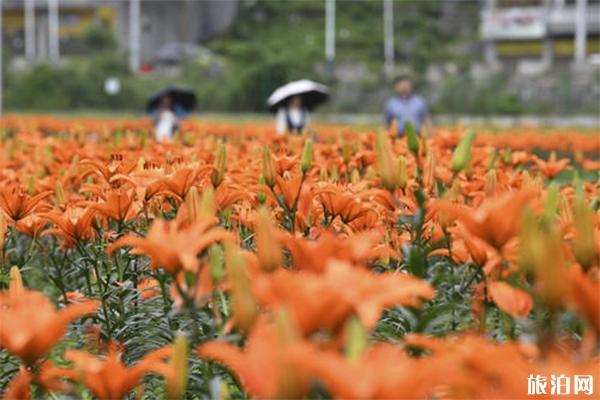 台江老屯乡百合园门票多少 交通指南