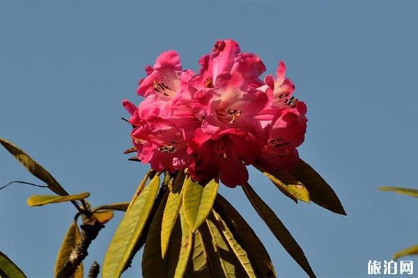 大理苍山西坡杜鹃花怎么去