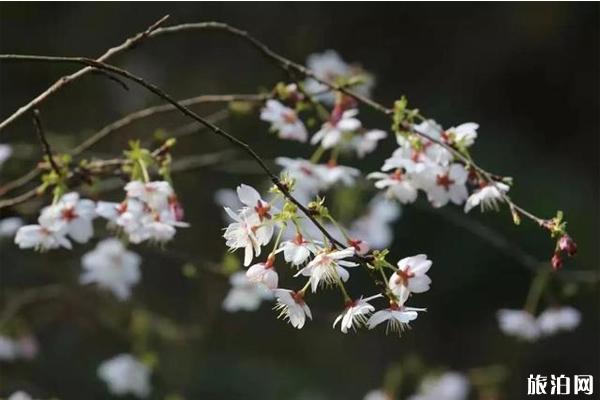 杭州湖源野樱谷农家乐推荐