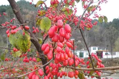 栾川山茱萸