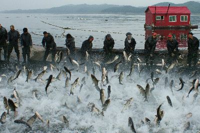 大伙房水库鳙鱼