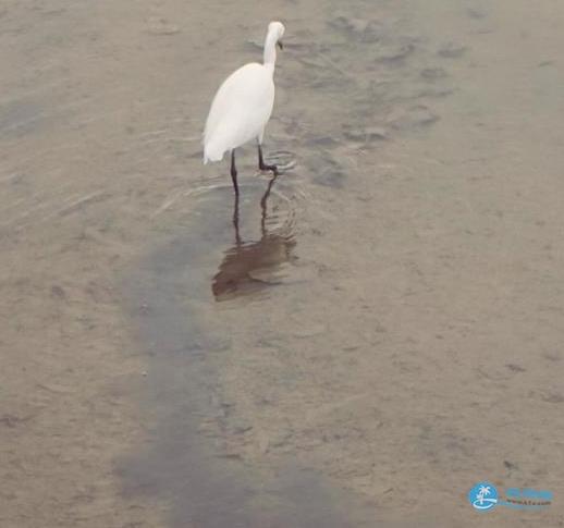 深圳湾一日游 深圳湾观鸟游记