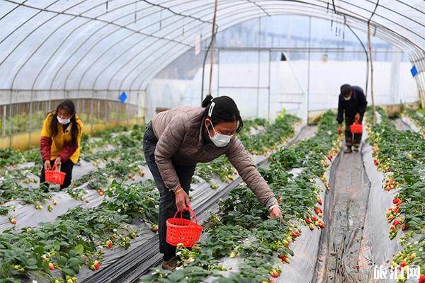 重庆柳童村种植采摘园怎么去 草莓采摘价格多少