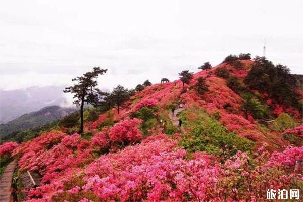 秦皇岛青龙县赏花指南