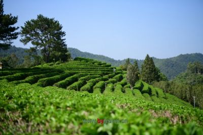 花果山云雾茶