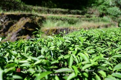 碧安大山茶