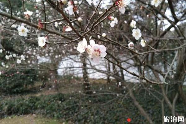 杭州灵峰梅林梅花有哪些品种 梅花观赏指南