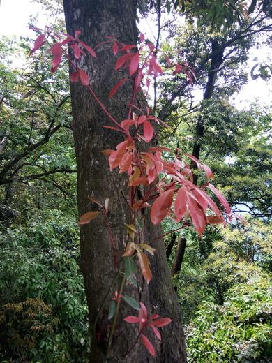 青城山好玩吗 青城山自驾一日游攻略