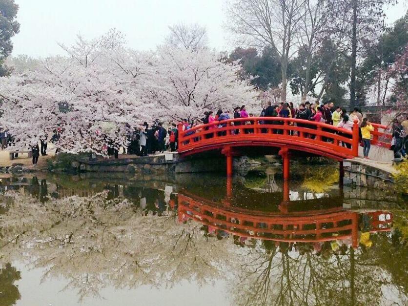 武大樱花旅游路线推荐 附游玩攻略