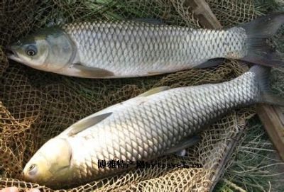 东平湖草鱼