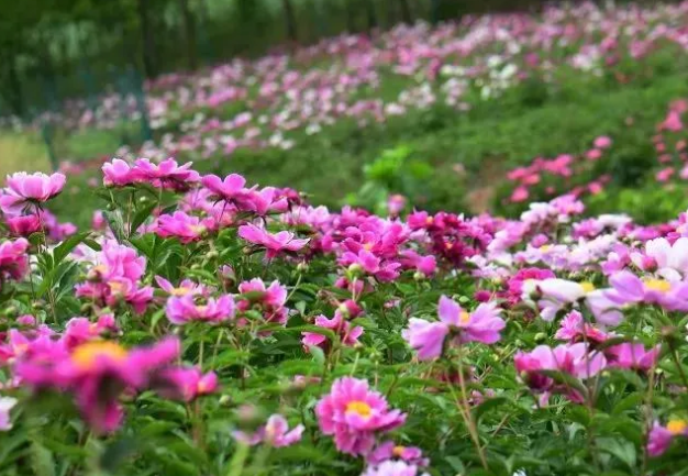 中江芍药花基地在哪里-观赏地推荐