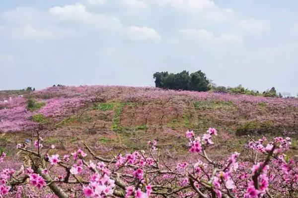 2022年成都东来桃源景区赏花地点及交通攻略