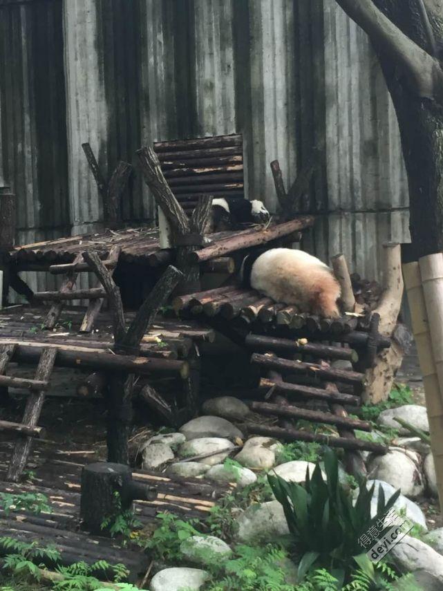 成都旅游住哪里方便 成都旅游住宿推荐