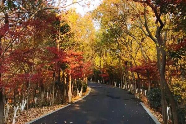 南京赏红叶的地方有哪些 南京赏红叶景点推荐