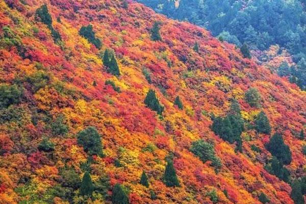 北京香山有必要去吗