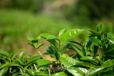 贵定益肝草凉茶