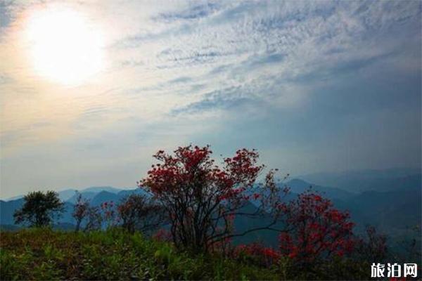 缙云石笕界牌山介绍 杜鹃花什么时候开-大猫岗尖介绍