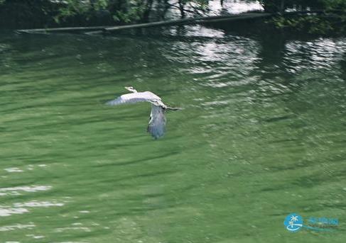 深圳湾一日游 深圳湾观鸟游记