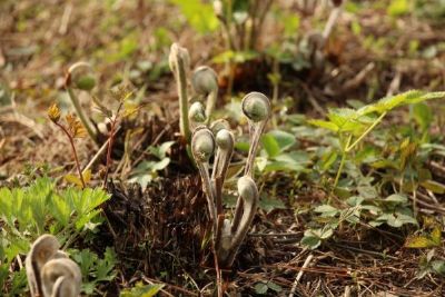 鹤峰薇菜