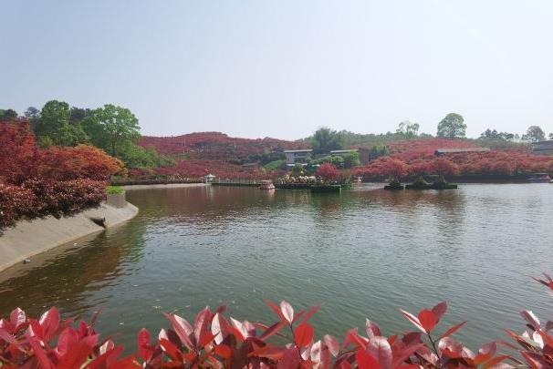 重庆红叶最佳观赏地点 重庆红叶最佳观赏时间