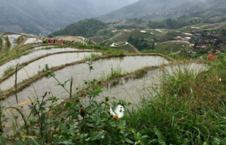 龙脊梯田的旅游攻略  龙脊梯田好玩吗