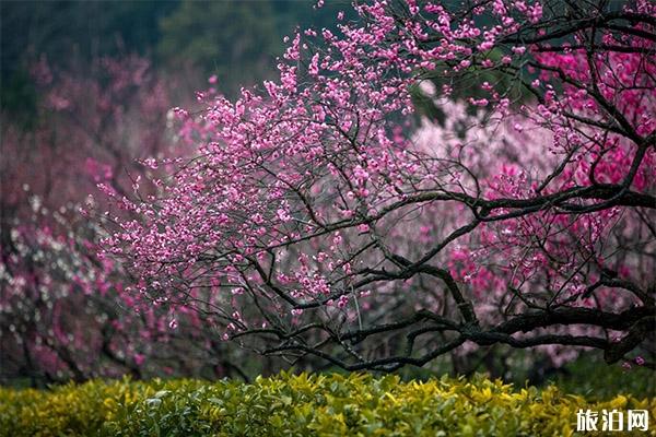 杭州超山梅花餐饮住宿信息