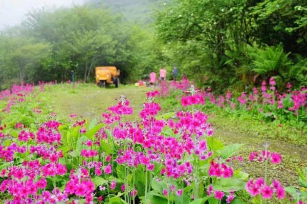 乐山大瓦山景区介绍及游玩攻略