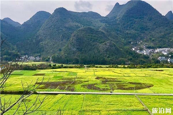 2022万峰林油菜花花期及开花时间介绍