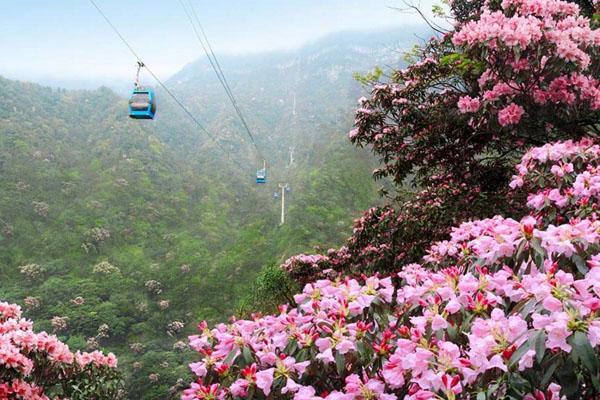 2022南川金佛山杜鹃花赏花攻略 最佳赏花地及时间