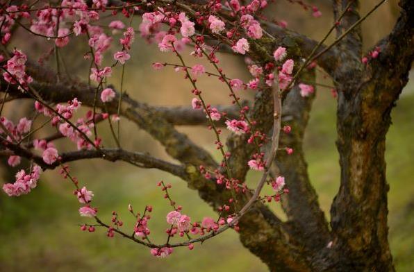 上海赏梅花哪里最好的地方 赏梅花好去处