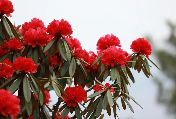 昆明轿子雪山杜鹃花开了吗