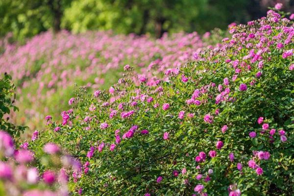 无锡蔷薇花哪里有