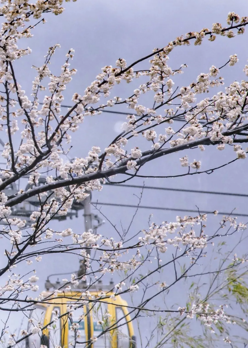 江西春季有哪些赏花的地方推荐？