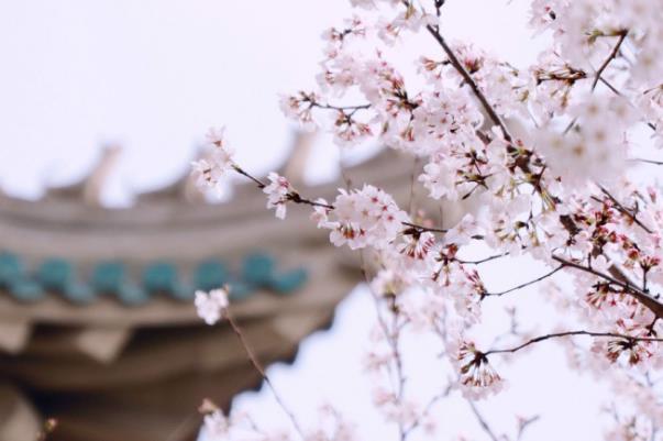 武汉春季看花景点有哪些地方