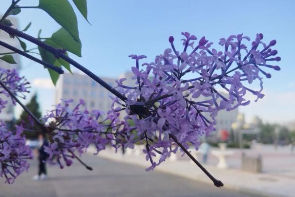 哈尔滨丁香花什么时候开花