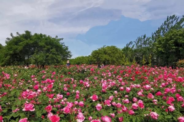 武汉看月季花去哪里好