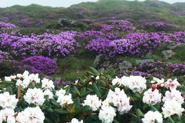 昆明轿子雪山杜鹃花开了吗