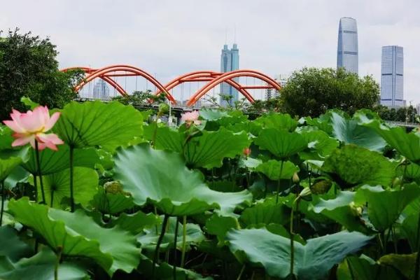 深圳6月份赏花的地方有哪些