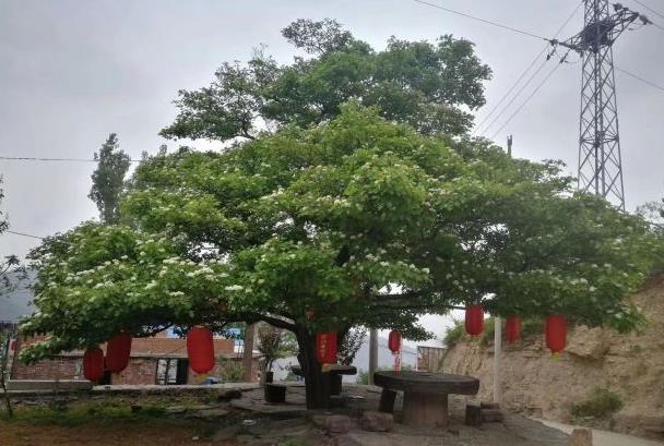 罗姐寨景区门票价格 罗姐寨要门票吗