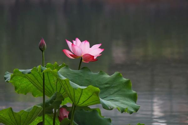 宿迁哪里看荷花