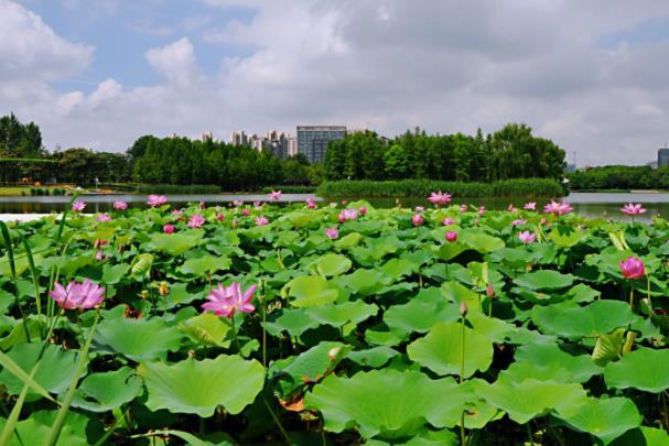 上海看荷花最好的地方2024