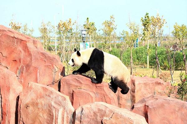 盐城大丰港动物园旅游攻略-门票价格-景点信息