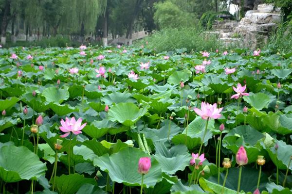 天津看荷花的公园