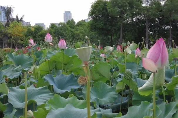 厦门园博苑看荷花的地方在哪里