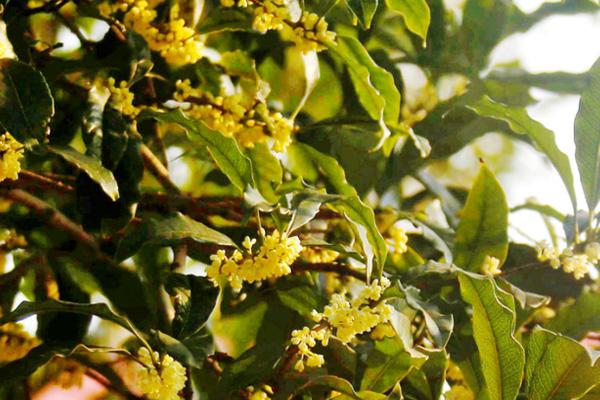 邵阳看桂花去哪里最好