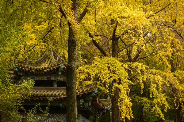 都江堰秋季旅游攻略