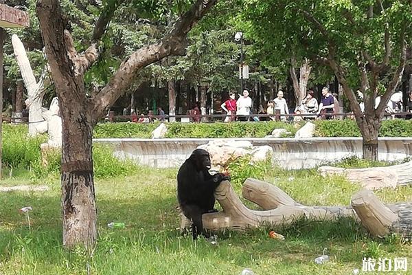 长春动植物公园怎么去 门票多少钱