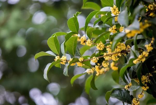 成都赏桂花哪些地方好