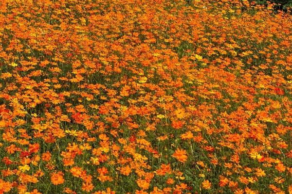 重庆秋季赏花有哪些地方