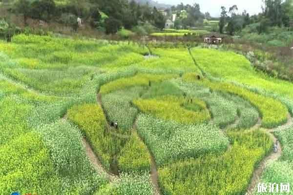 重庆垫江牡丹樱花世界门票多少?什么时候开放?